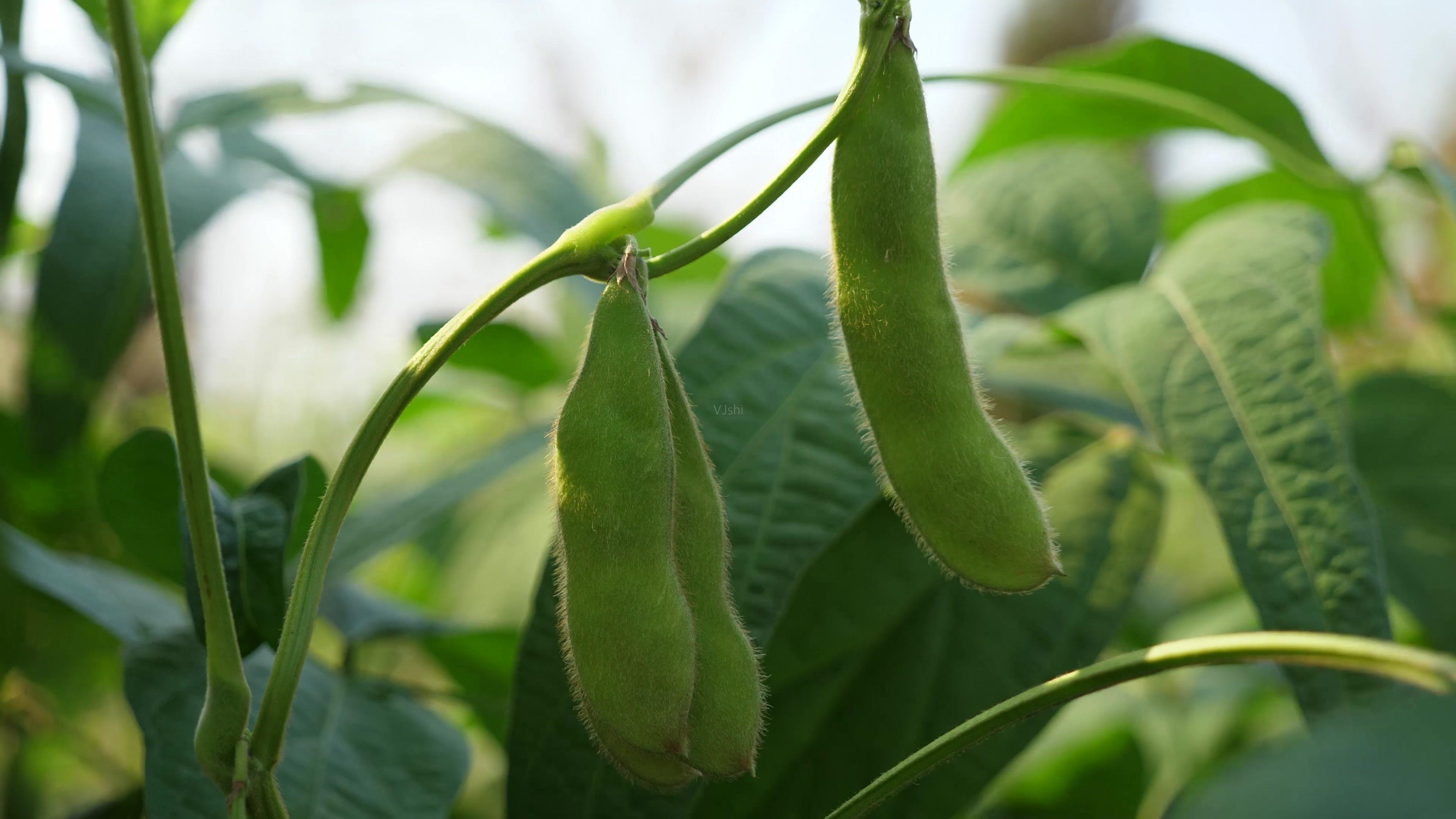 最新进口大豆的价格